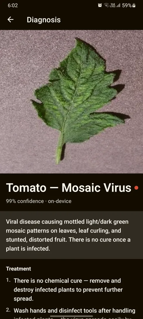 CropDoc diagnosis: tomato mosaic virus at 99% confidence